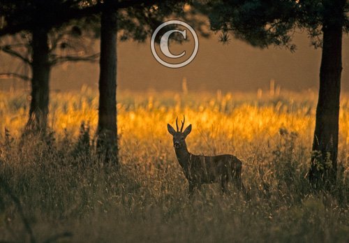 Roe Deer Buck DM0694